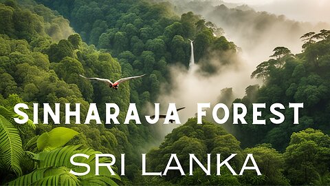 Sinharaja Forest Reserve, Sri Lanka: A Journey Through Biodiversity and Wildlife Mysteries