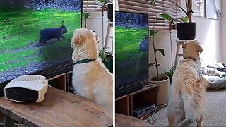 Dog adorably confused by bunny rabbit on TV