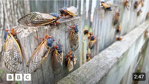 Why 2024's cicada emergence is so rare | Watch | Details