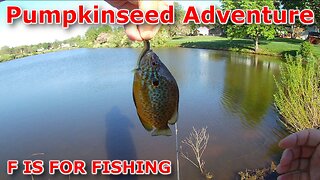 Pumpkinseed Adventure