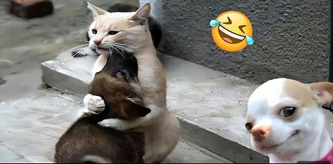 🐱 Funny cat videos | cute cats | Try not to laugh | Cat videos 1 hour Compilation #funny 🐈