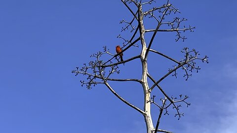 Cardinal at Fort De Soto April 30 2024