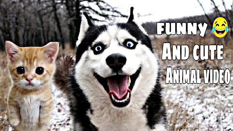 Funny And cute Animal Video 😂😂 Funny Memes video Funny video fully entertainment videos