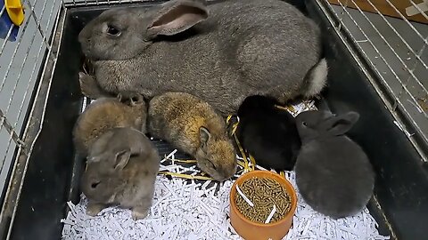 little hooligans BLUE VIENNA x Californian BABY RABBITS KITS 20 DAYS OLD: Blue Black Agouti/Isabella