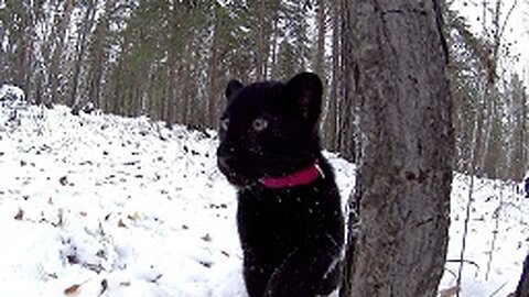 Walking with the leopard. Black panther kitten and rottweiler. Winter games