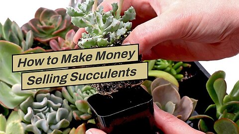How to Make Money Selling Succulents on Etsy: A New Way to Sideline Your Garden!