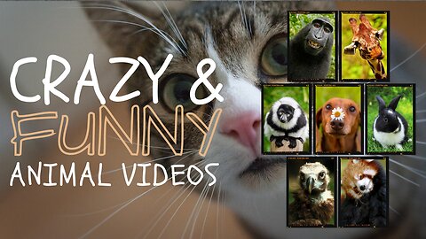 Funniest Cats and Dogs 🐶🐱 | Funny Animal Videos