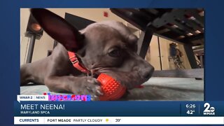 Neena the dog is up for adoption at the Maryland SPCA