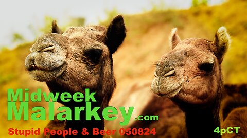 Midweek Malarkey - Stupid People & Beer 050824
