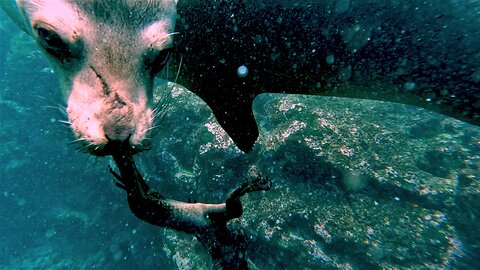 Mischievous sea lions bring marine iguana "play toy" to scuba diver