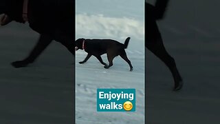 Dog walking Fun! #dog #winter #fun