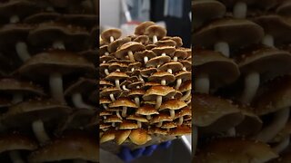 🍄 overripe chestnut mushrooms #shorts