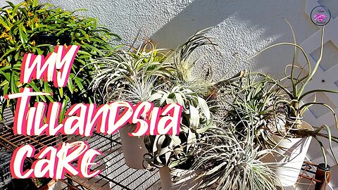 How I Care for my Tillandsias | Yearly Grooming Sesh | Pest Prevention #ninjaorchids