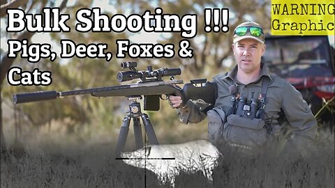 Bulk Shooting Feral Pigs, Deer, Foxes & Cats from the Polaris ATV || 6BR Thermal Scope Kill Shots