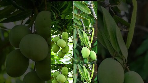 How to grow mango tree fast #mango | मैंगो ट्री फास्ट कैसे उगायें Kheti Power