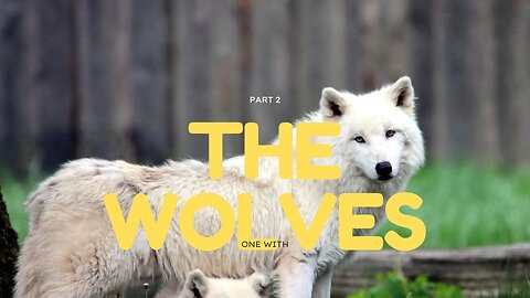 One With The Wolves | PART 2 | Vasiliy Sarana & Wildlife of Siberia & Ukraine Source