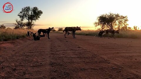 African Wild Dogs- Witnessing the Magic of Rare Wildlife