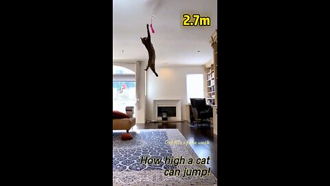 ##Incredible ##Cat jump##