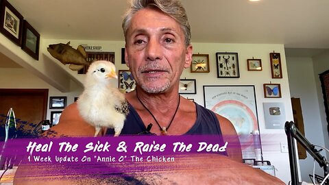 1 Week Update On "Annie O" The Chicken - Heal The Sick & Raise The Dead | Dr. Robert Cassar
