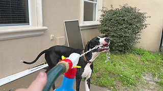 Water Loving Great Dane Helps Wash Windows