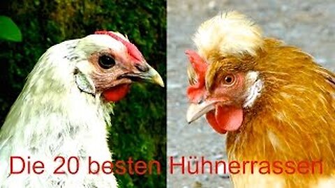 The 20 best chicken breeds for self-catering - from Sulmtaler to Lakenfelder - chicken breeding film