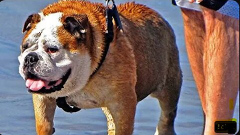 10 Most Dangerous Dog Breeds In The World! New 2023