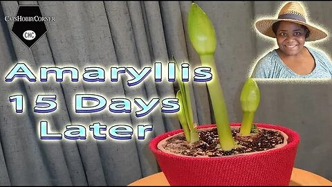 Amaryllis 15 Days Later