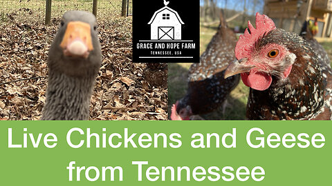 Live Chicken and Geese Cams | Grace and Hope Farm Tennessee
