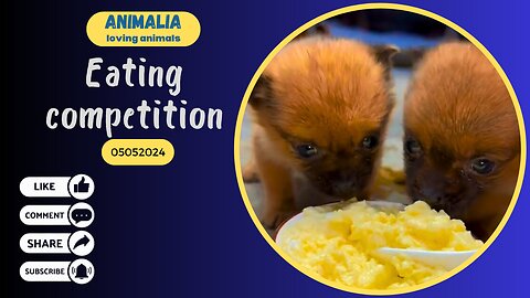 Eating competition - loving animals