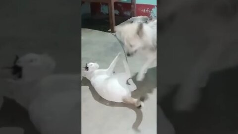Cat attack on Dog #puppy #cats #shortvideo