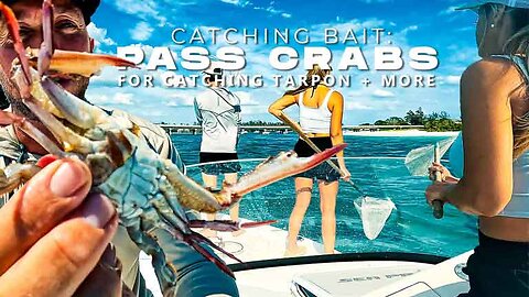 Netting Pass Crabs for Tarpon Fishing Catching Bait for BIG Fish in Sarasota Florida