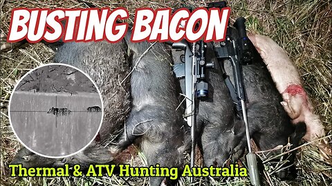Feral Pig Hunting || Hogs Down || ATV & Thermal Shooting in Australia with 308win & 6mm BR