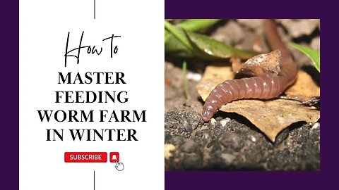 How To Master Feeding Worm Farm in Winter