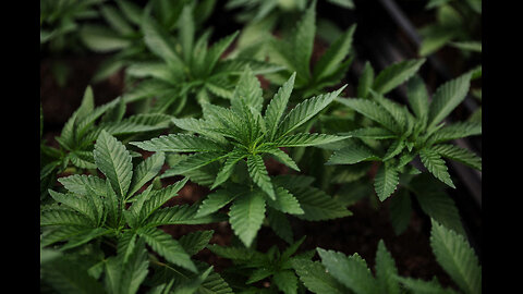 U.S. Justice Department Moving to reclassify marijuana as less dangerous drug