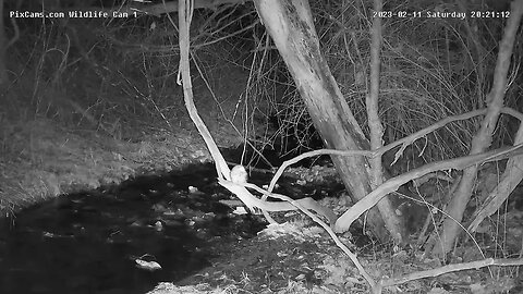 Screech owl hunting over stream on Wildlife 1 Cam 2/11/2023