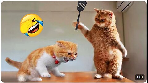 Funniest Animals Video 2024 😂 New Funny Cats and Dogs Videos 😻🐶