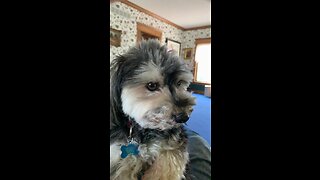 Dog Licking Peanut Butter