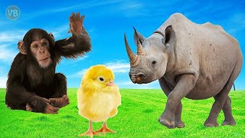 Farm Animal Facts 🐷 Wild Animals 🐘 Aquatic Animals 🐬 Birds 🐔 Insects