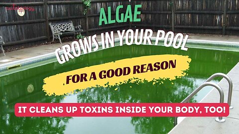 Algae is not what you think it is