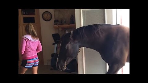 🔴Horse Walks Inside House to Chill With Owner