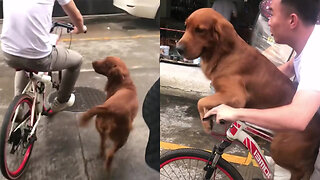 This Dog Desperately Wants to Hop on the Bike