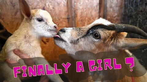 Our Most Difficult Goat Birth Yet!