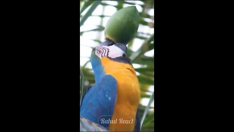 Pov: you're watching Macaw Drinking coconut water in Forest #Rumble #birds #viral #relaxing #macaw