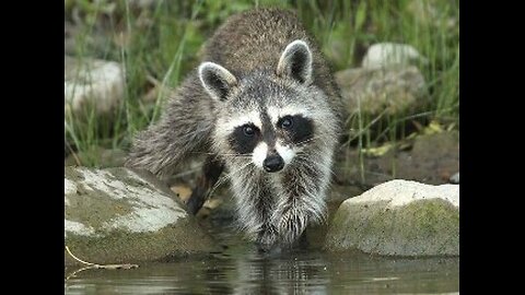 Raccoon Rituals: Why Do Racoons "Wash Their Food" ?