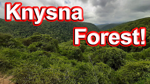 The forest on the Seven Passes Road to Knysna! S1 – Ep 77