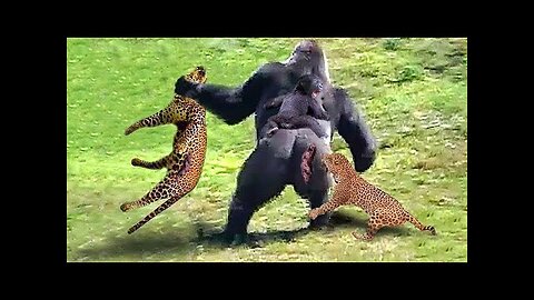 Gorillas Fight To Protect Their Children From Hungry Leopards, Here's What Happened...