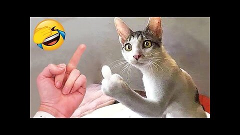 Funniest Animals 🤣🤣 New Funny Cats and Dogs Videos 😹🐶
