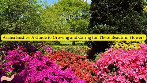 Azalea Bushes A Guide to Growing and Caring for These Beautiful Flowers