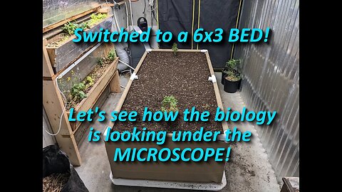 Switch from pots to a 6x3 BED! How did the biology do?!