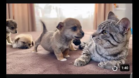Funny cats reactions to puppies 🤣🤣[kitty see them for first time] watch till the end it was funny 🤣